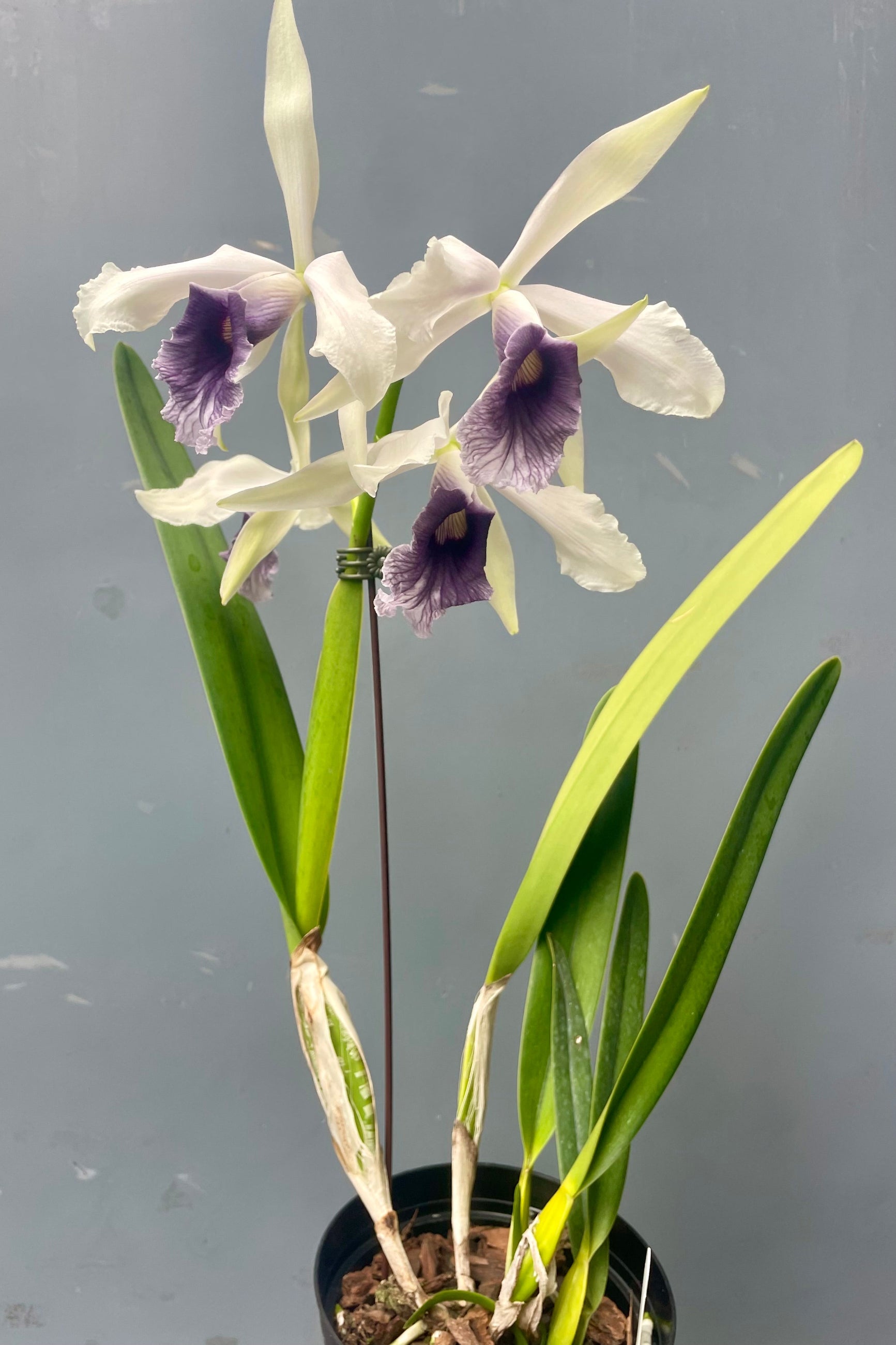 Photo of an orchid plant with white and purple flowers ©Sprout Home