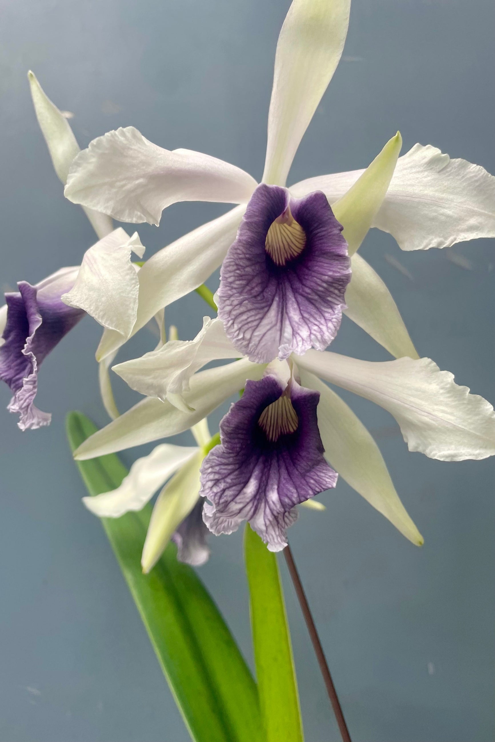 Photo of a white and purple orchid flower ©Sprout Home