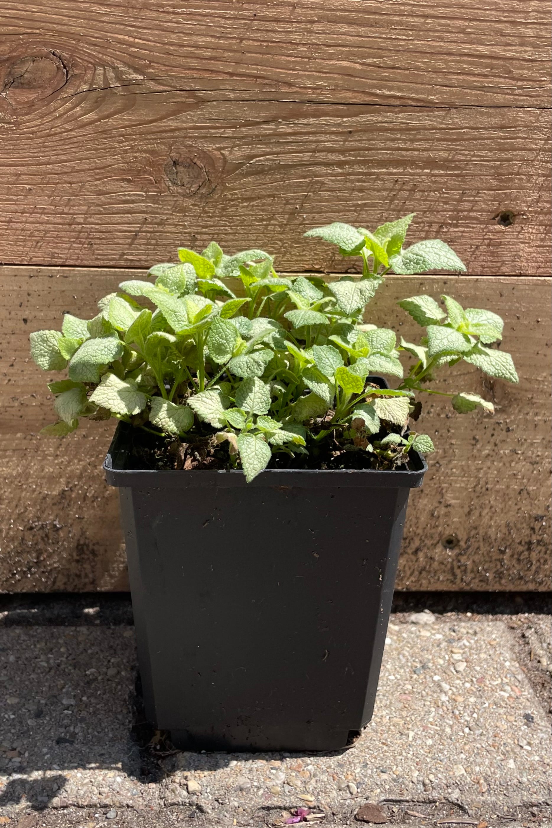 Lamium 'White Nancy' in a qt pot the end of April before it blooms showing the bright green and white tinged leaves against a wood planter. 