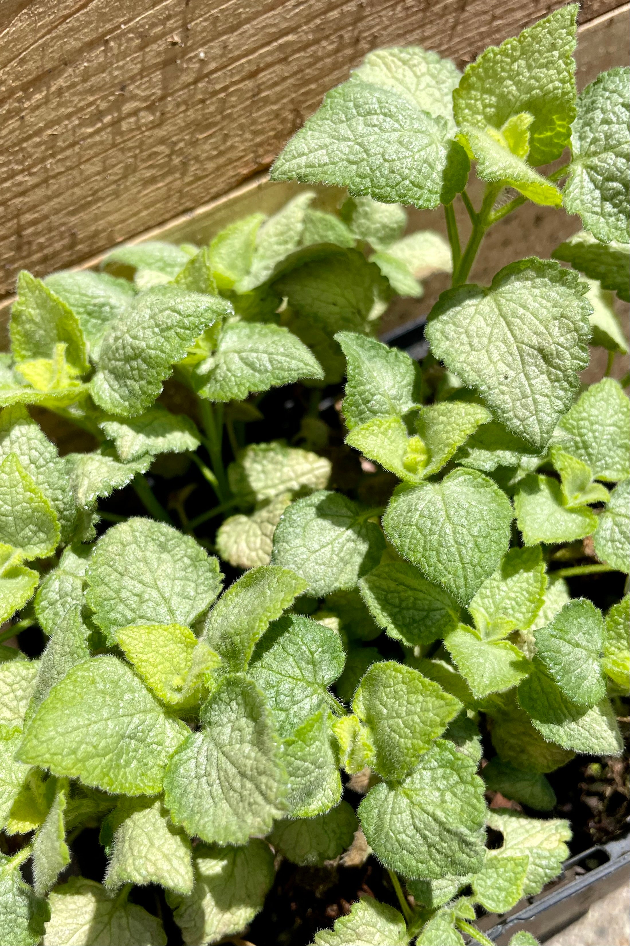 Up close picture of the Lamium 'White Nancy' the end of April before it starts blooming.