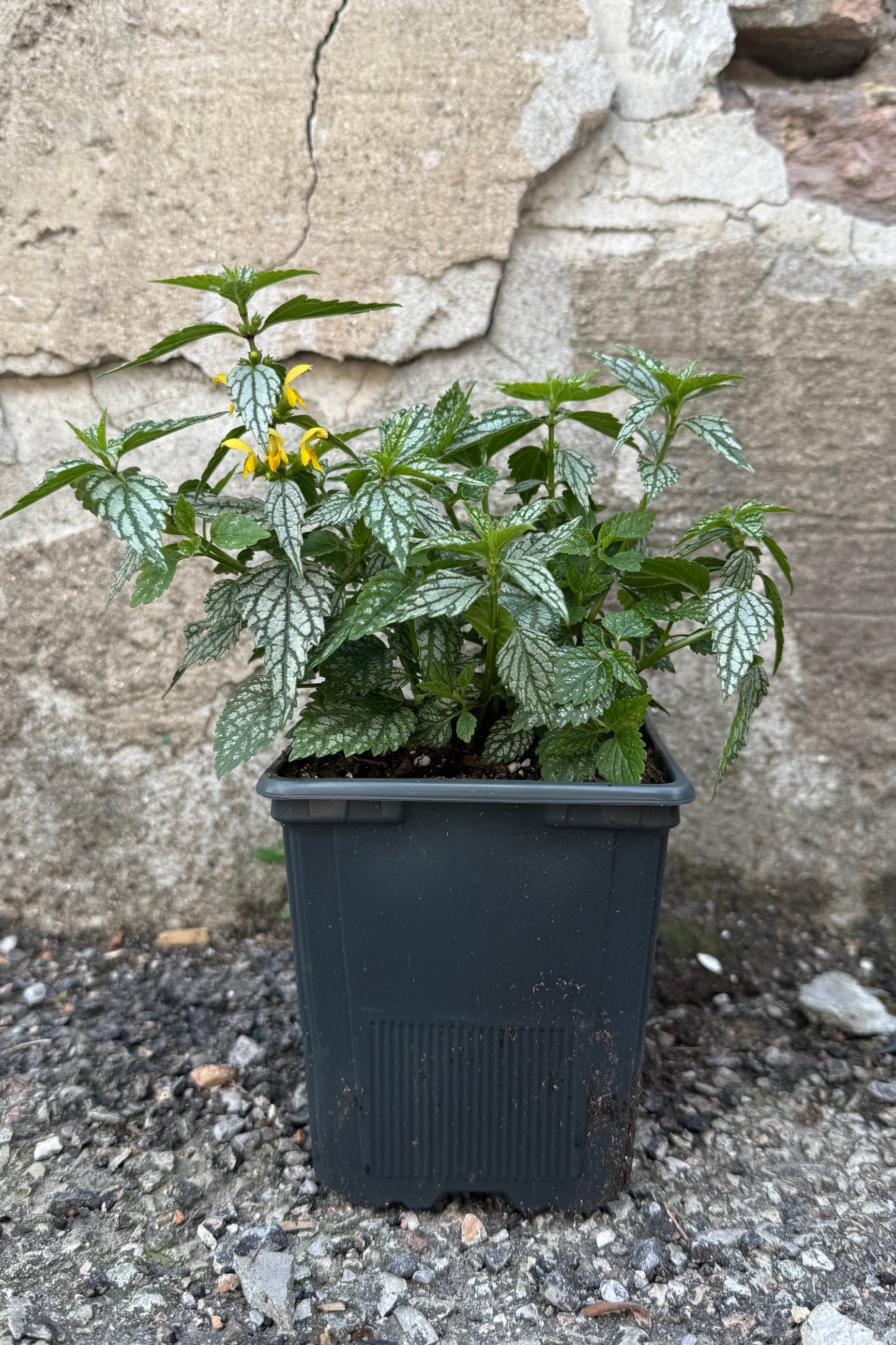 Lamiastrum g. 'Hermans Pride' in a quart pot against a concrete wall the end of June and in bloom ©Sprout Home