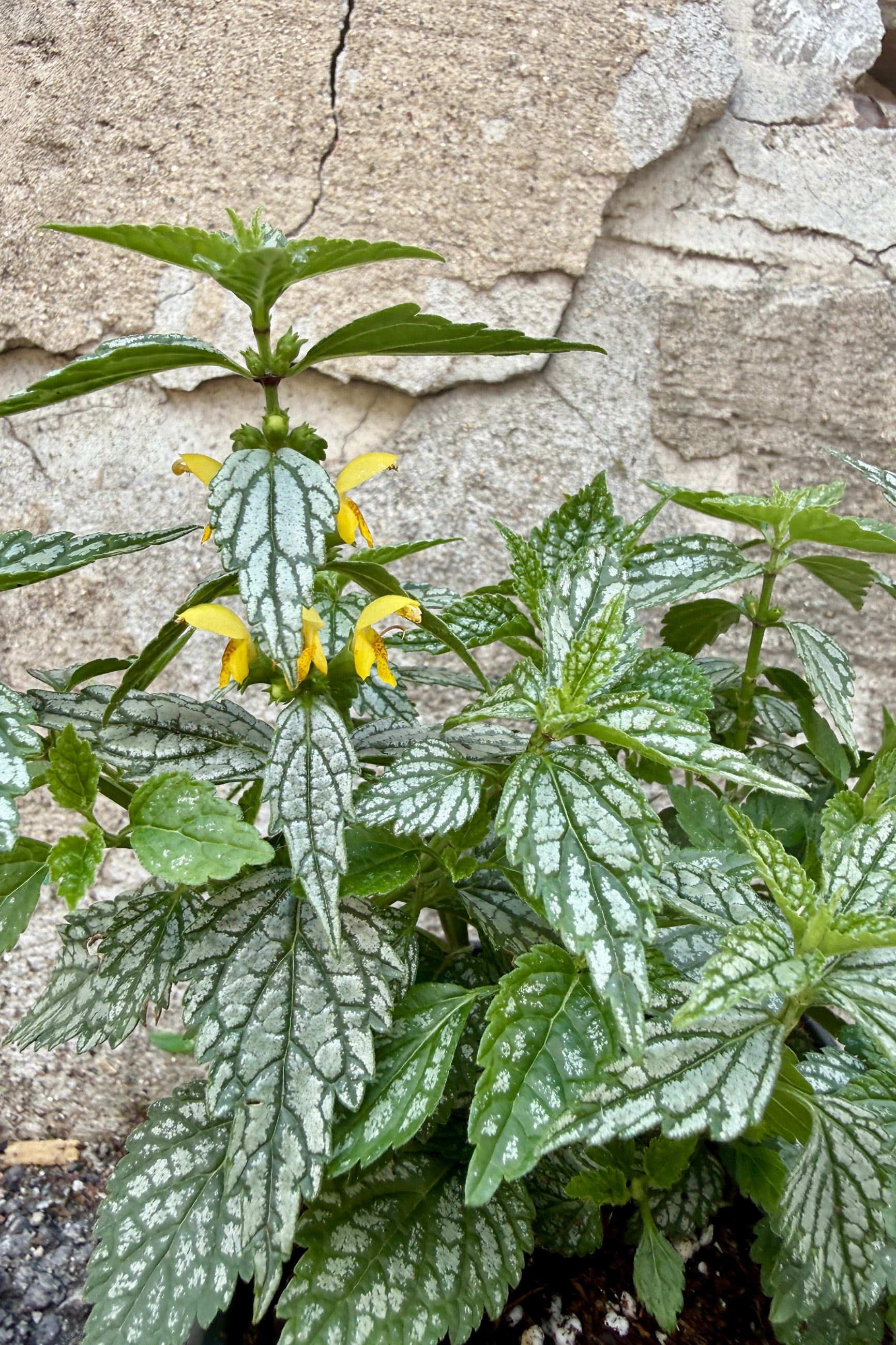 Lamiastrum g. 'Hermans Pride' up close and in bloom with yellow flowers the end of June ©Sprout Home