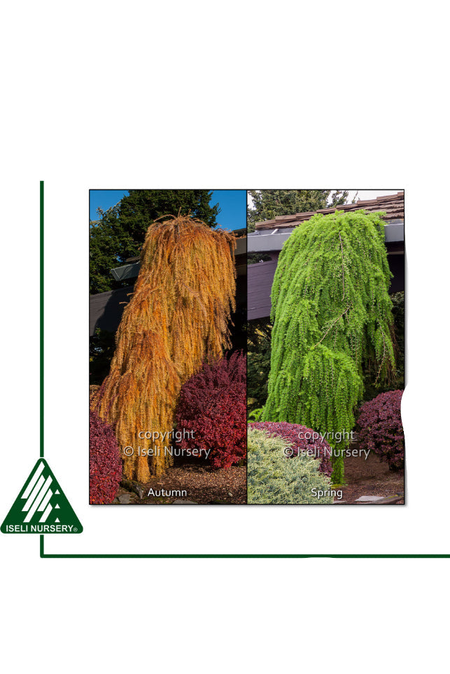 Weeping European Larch tree with autumn and spring foliage, Igel Nursery branding. ©Iseli Nursery