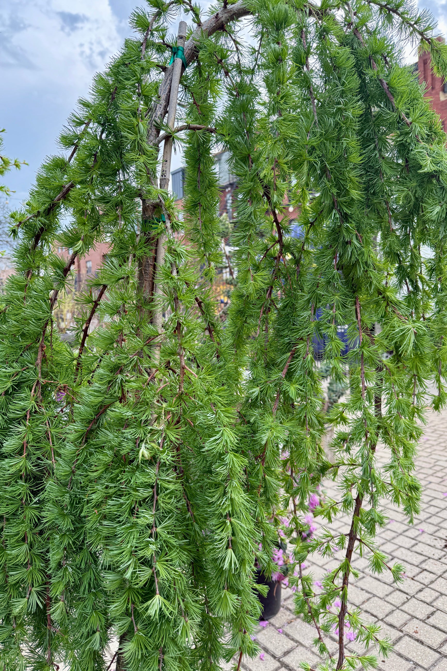 up close detail of Larix decidua 'Pendula' iwith a blurred urban background ©Sprout Home