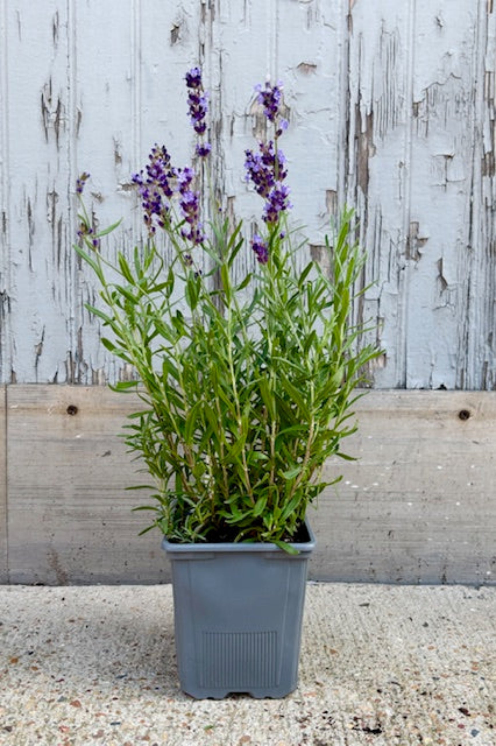 Lavandula 'Hidecote" plant with purple flowers against a light wooden background ©Sprout Home 