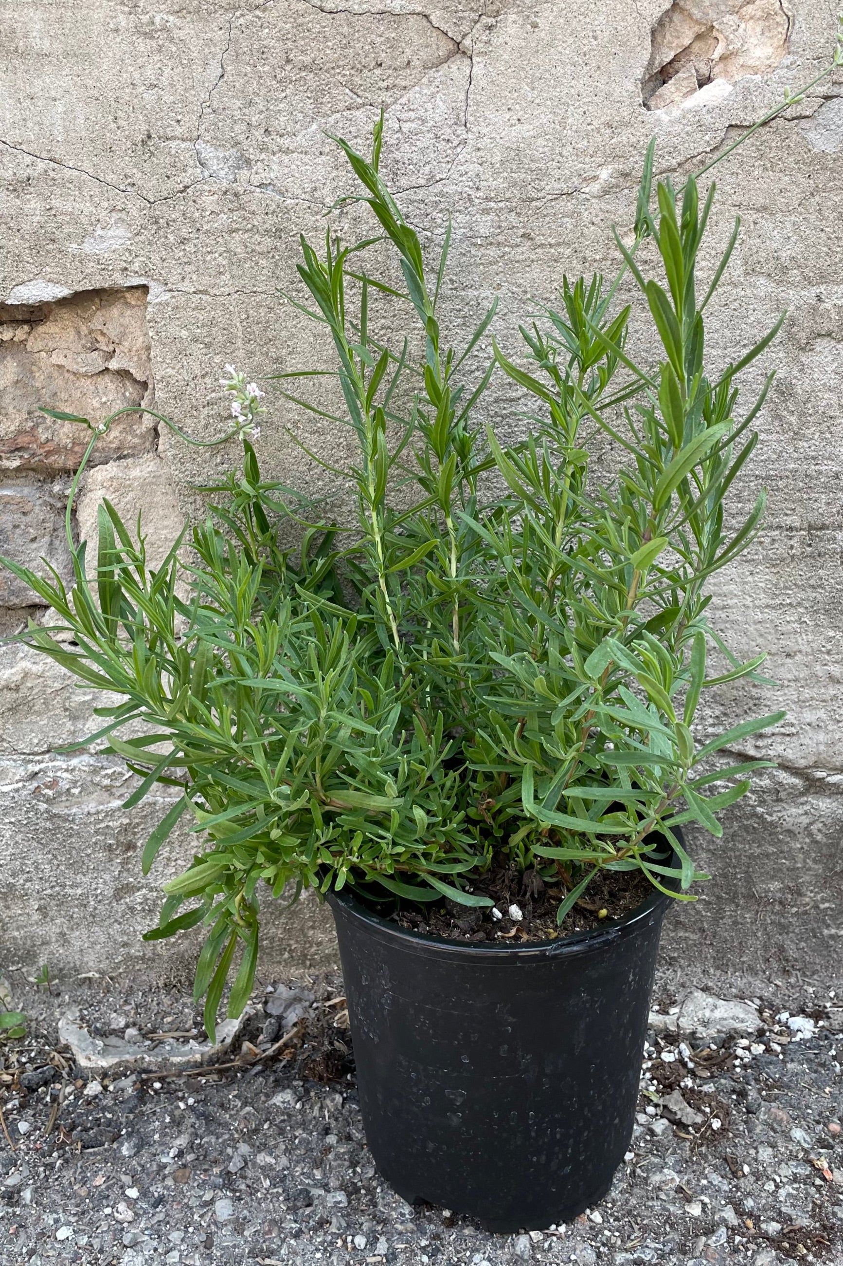 Lavandula 'Jean Davis' in a #1 pot the beginning of June just starting to bloom. ©Sprout Home