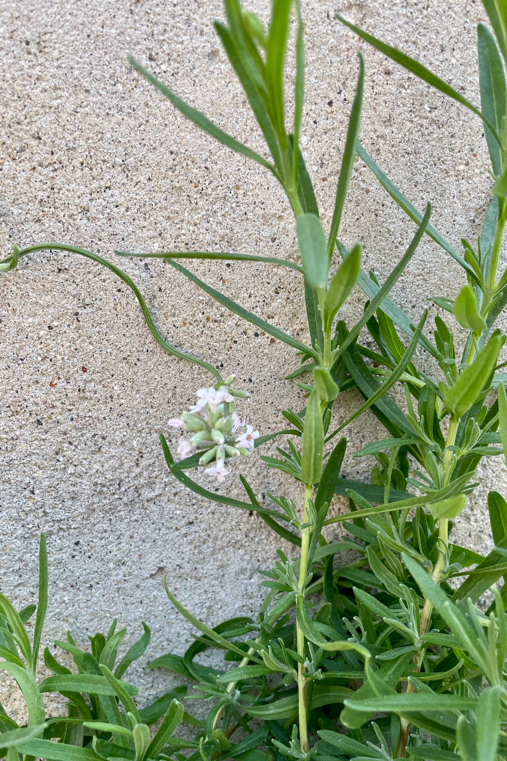 The first flowers on the Lavandula 'Jean Davis' the beginning of June. ©Sprout Home