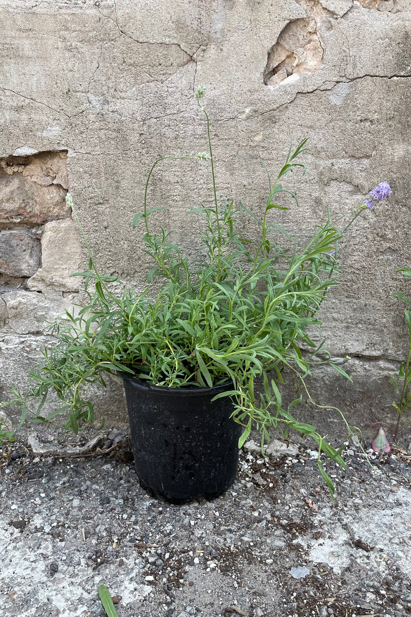 Lavandula 'Munstead' in a #1 pot the beginning of June just starting to bloom its purple flowers.