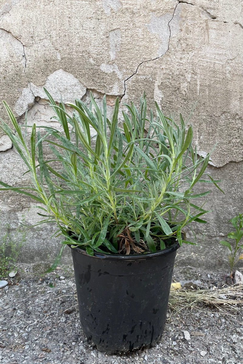 Lavandula 'Grosso' in a #1 pot the beginning of June before it starts blooming. 