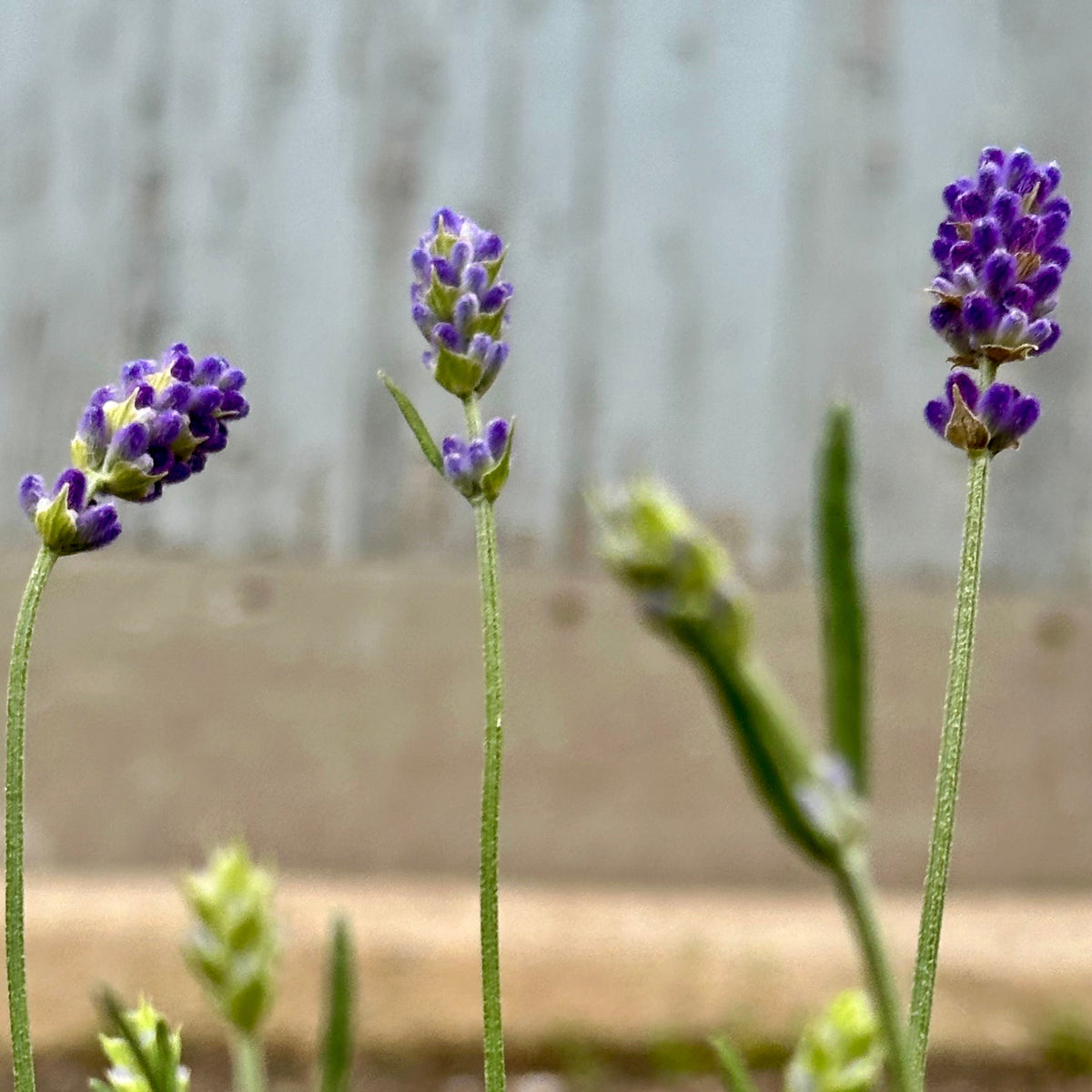 Lavandula a. 'Sweet Romance' #1 at SPROUT HOME
