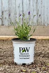'Sweet Romance' Lavander in a #1 growers pot the beginning of May at Sprout Home