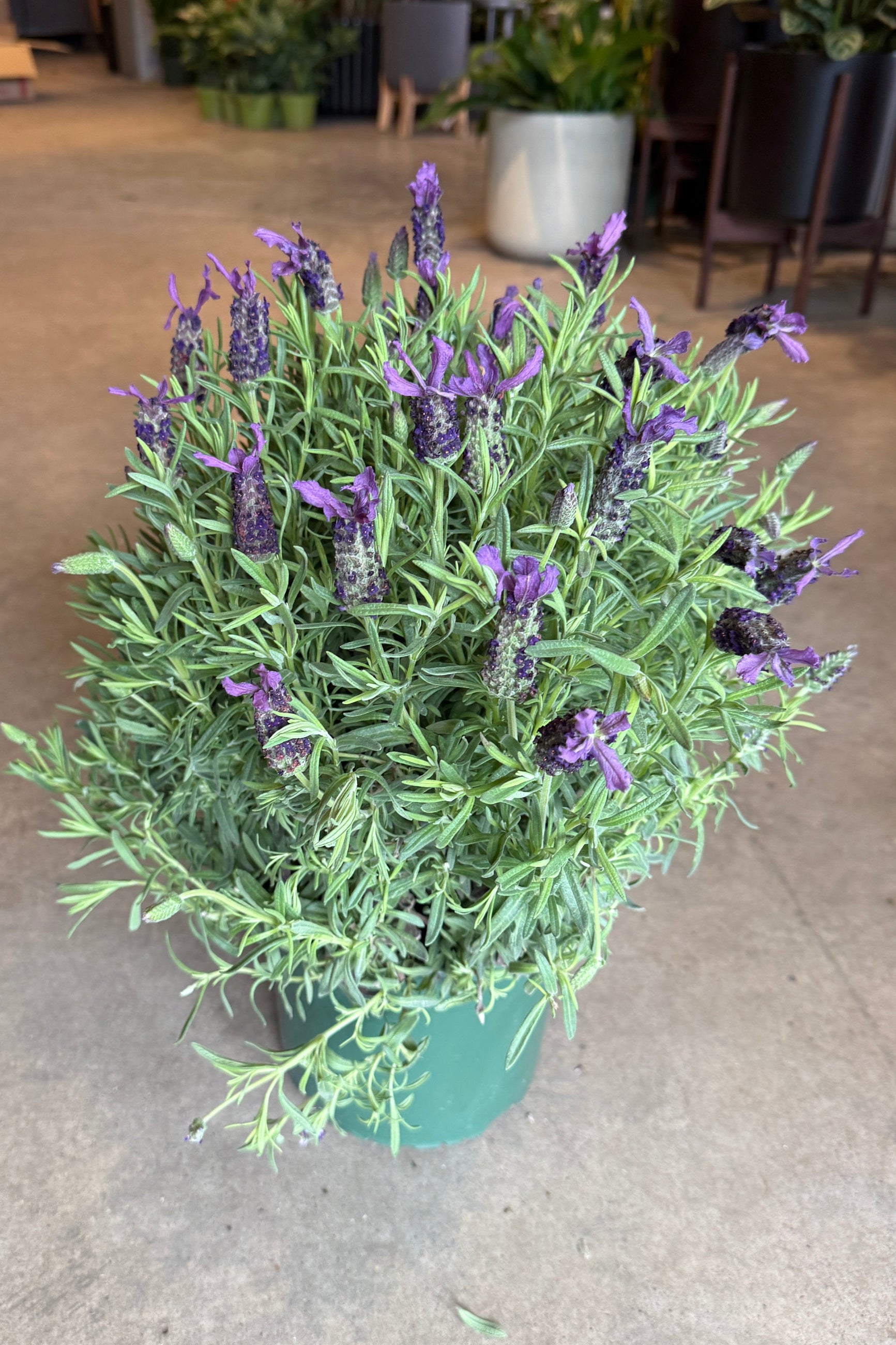Spanish lavender plant in bloom with its purple flowers ©Sprout Home