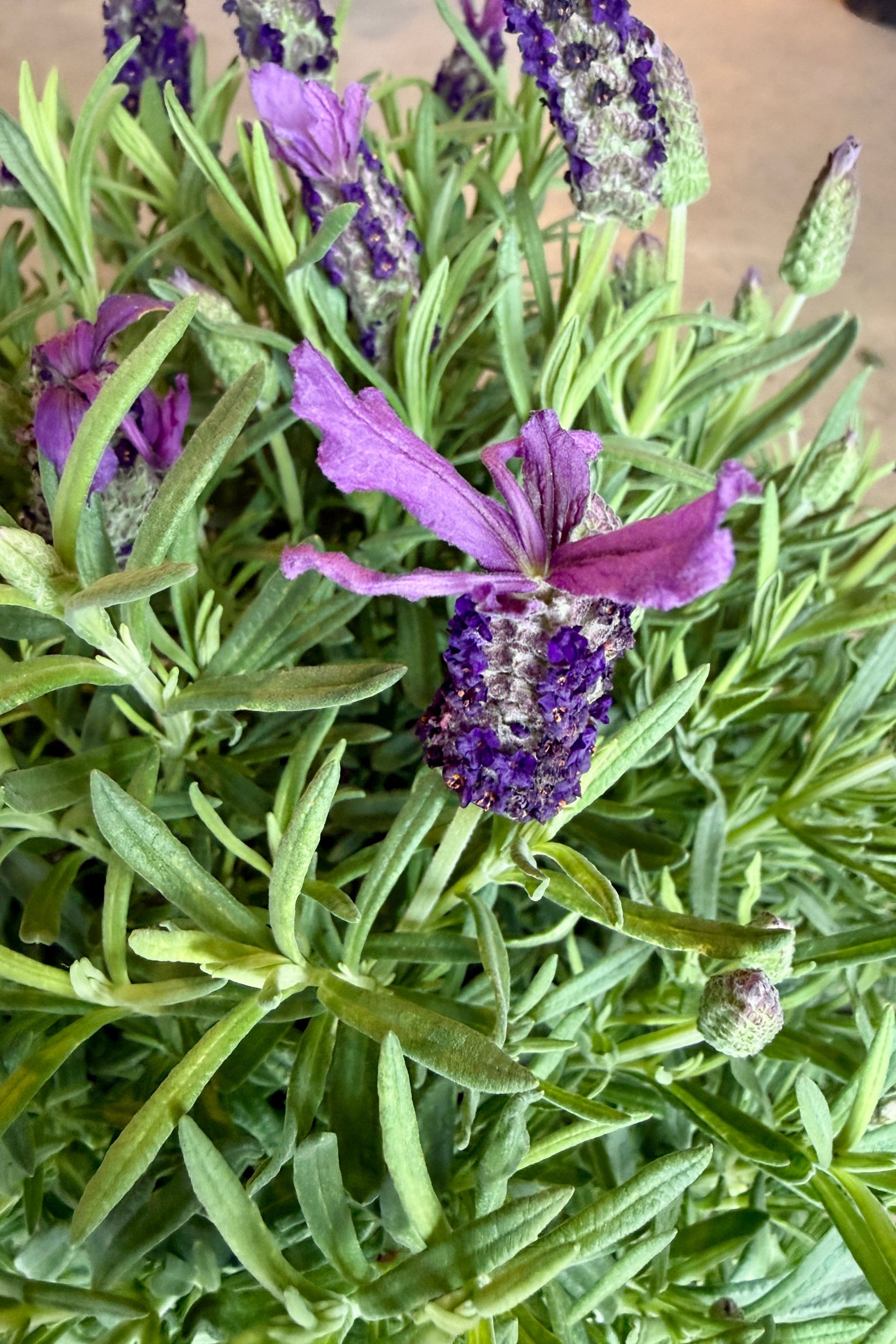 Close-up of a purple flower with green leaves of Spanish Lavender ©Sprout Home