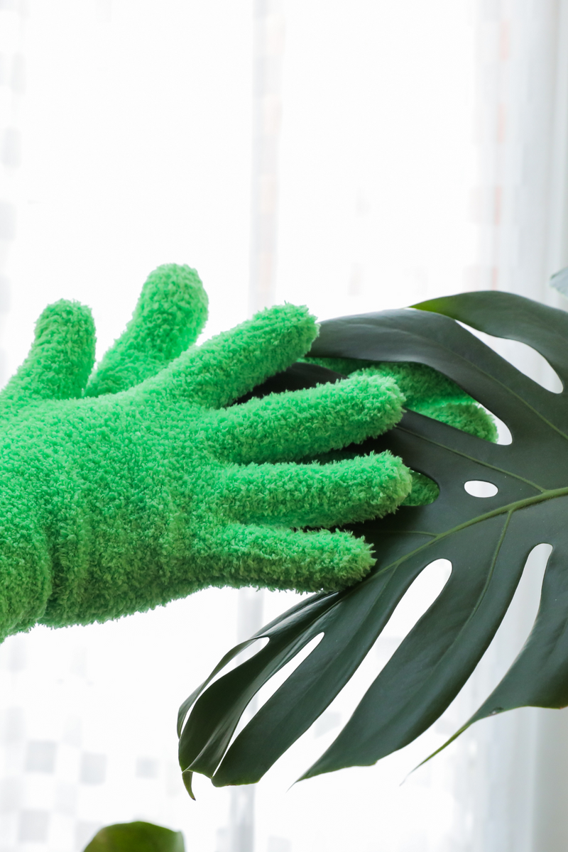 green microfiber gloves cleaning a monstera leaf.