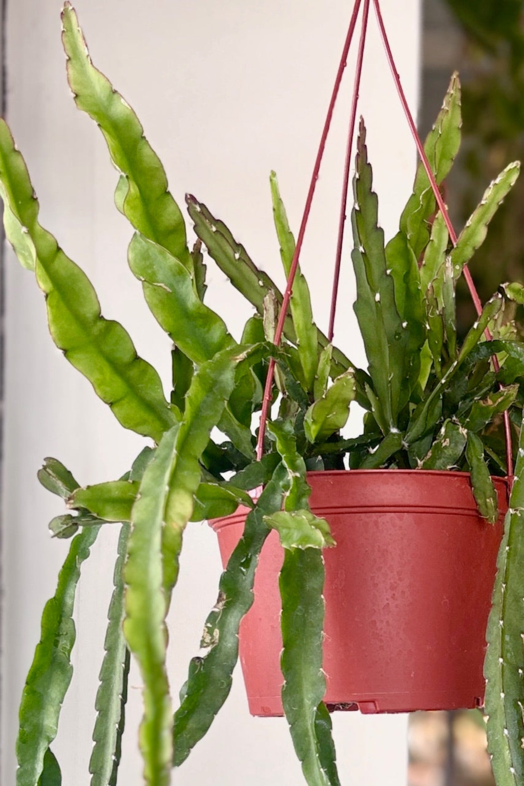 Close up of Lepismium cruciforme or Hurricane Cactus in hanging pot ©Sprout Home