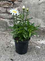 Leucanthemum 'Snow Cap' in a #1 growers pot the end of June with bud and bloom of white with yellow center flowers. 