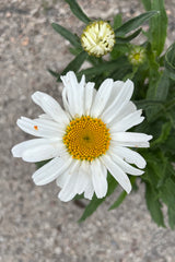 The white with yellow center happy looking flower of the Leucanthemum 'Snow Cap' the end of June