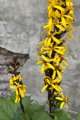 The deep but bright yellow blooms of Ligularia 'Little Rocket' detail the beginning of July
