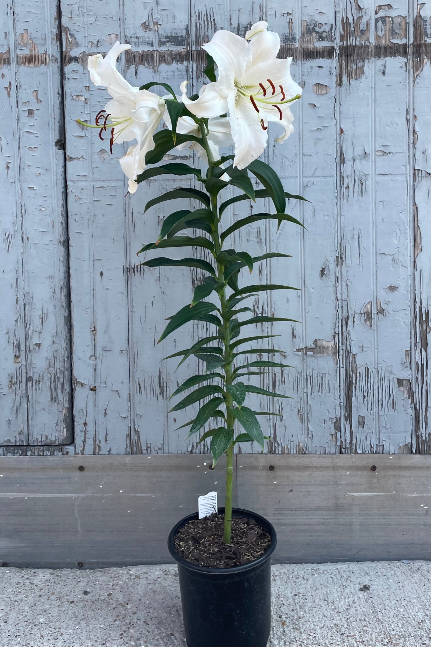 Potted plant with white flowers against a weathered wooden background. Lilium Casa Blanca lily ©Sprout Home
