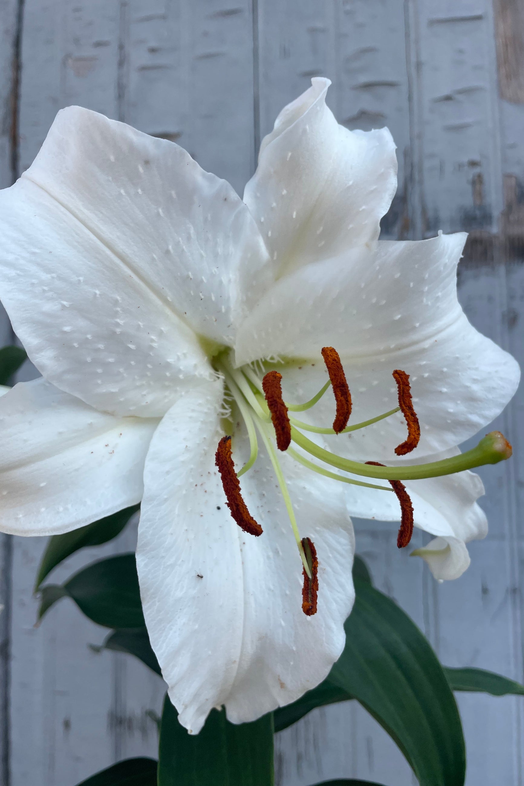 Close-up of a white flower with red stamens against a light gray background. Lilium Casa Blanca Lily ©Sprout Home