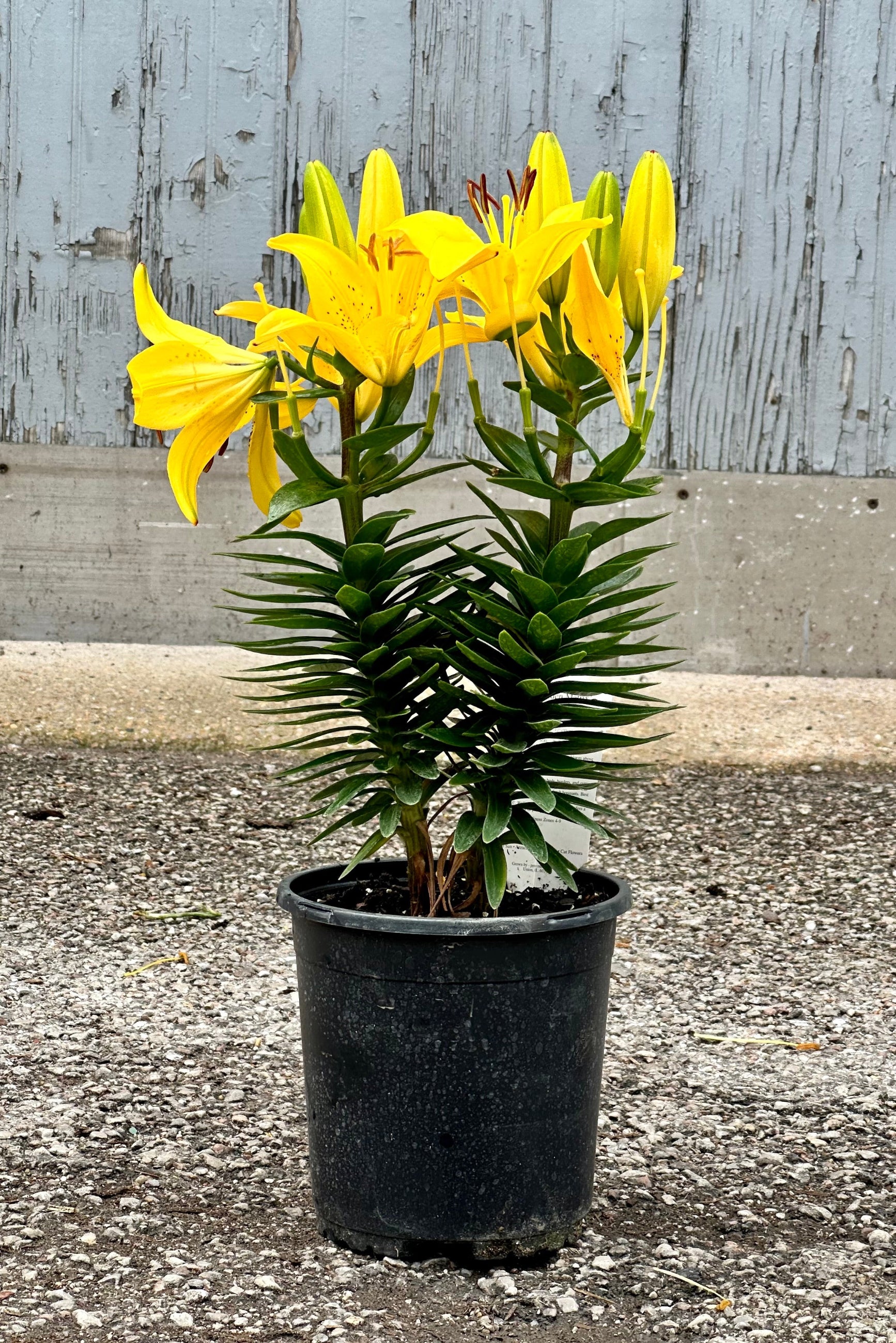 Lilium 'Golden Matrix' in full bloom with yellow flowers mid to late June  potted in a #1 growers pot.  ©Sprout Home
