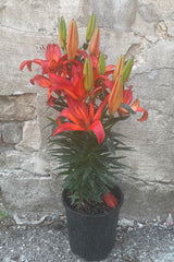 Lilium 'Matrix' in a #1 pot blooming is large impressive red flowers above its thick dark green leaves the beginning of June. 