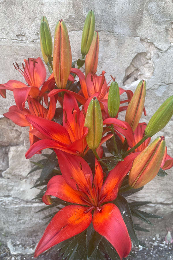 The large red flowers of the Lilium 'Matrix' the beginning of June.