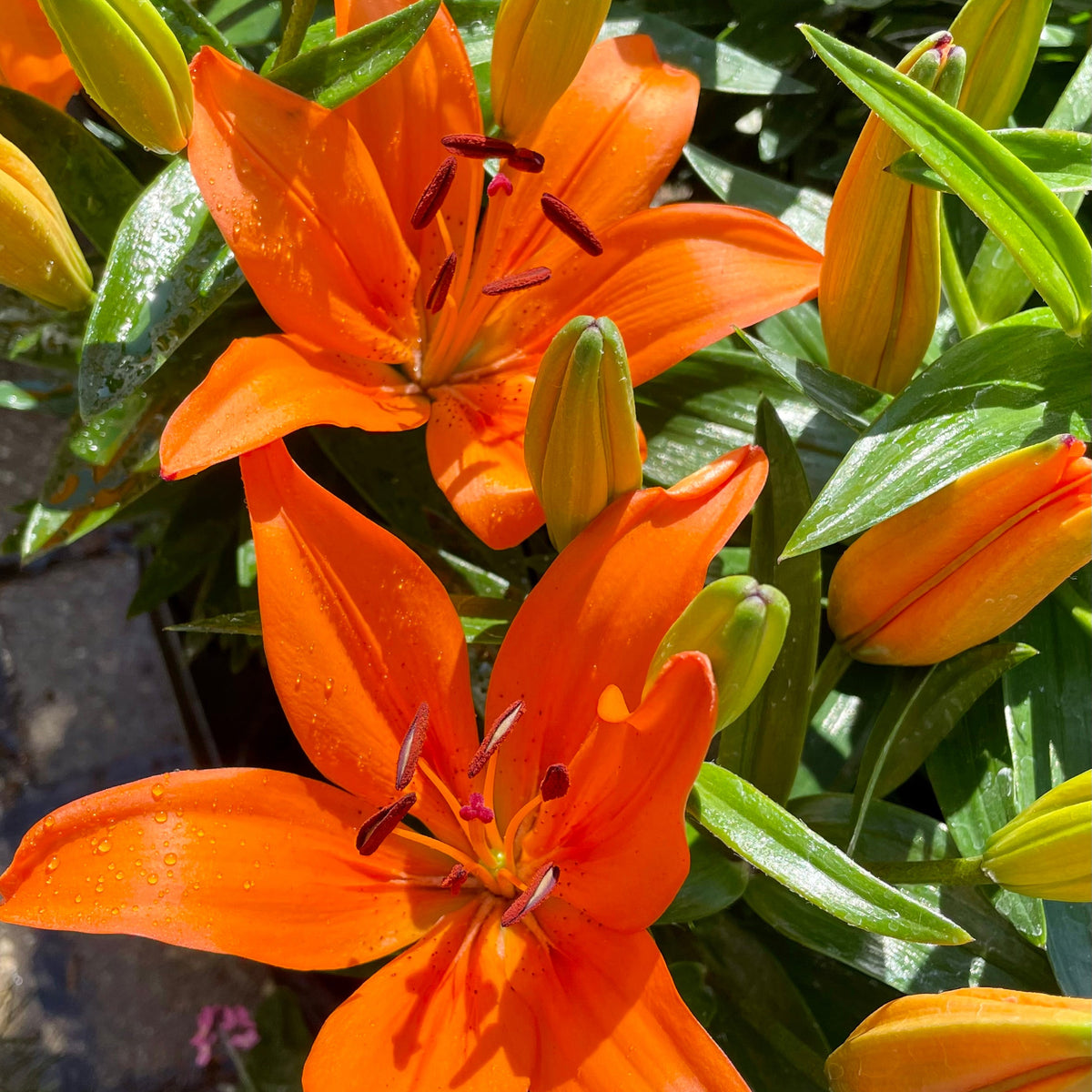 orange lily flower name Lilium 'Orange Matrix' #1 at SPROUT HOME