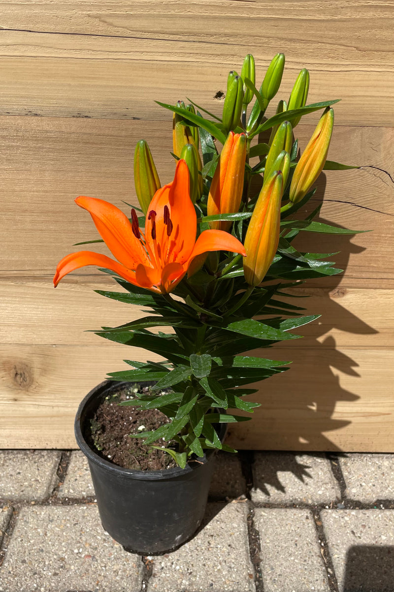 Lilium 'Orange Matrix' in bloom with its orange flowers above glossy green foliage the beginning of May