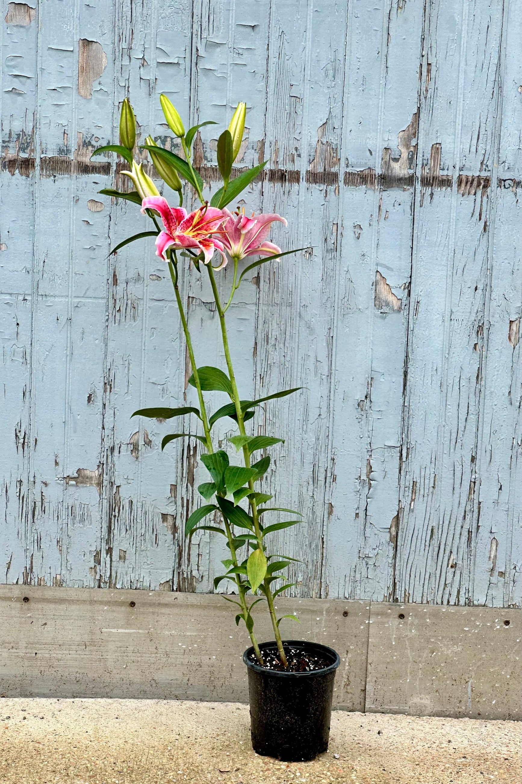 Lilium 'Stargazer' standing tall and in full bloom mid to late June in a #1 growers pot against a wood wall.  ©Sprout Home