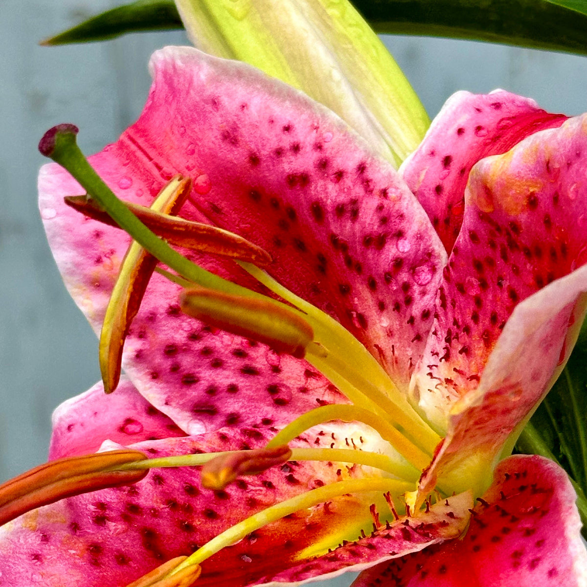 pink stargazer lily flower Lilium 'Stargazer' #1 at SPROUT HOME