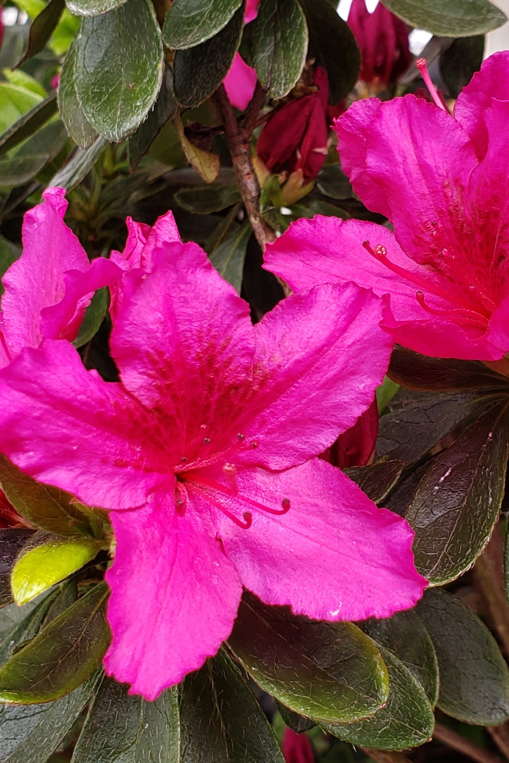 Azalea 'Girard's Fuchsia' in bloom showing the vibrant flowers up close ©Lincoln Nurseries