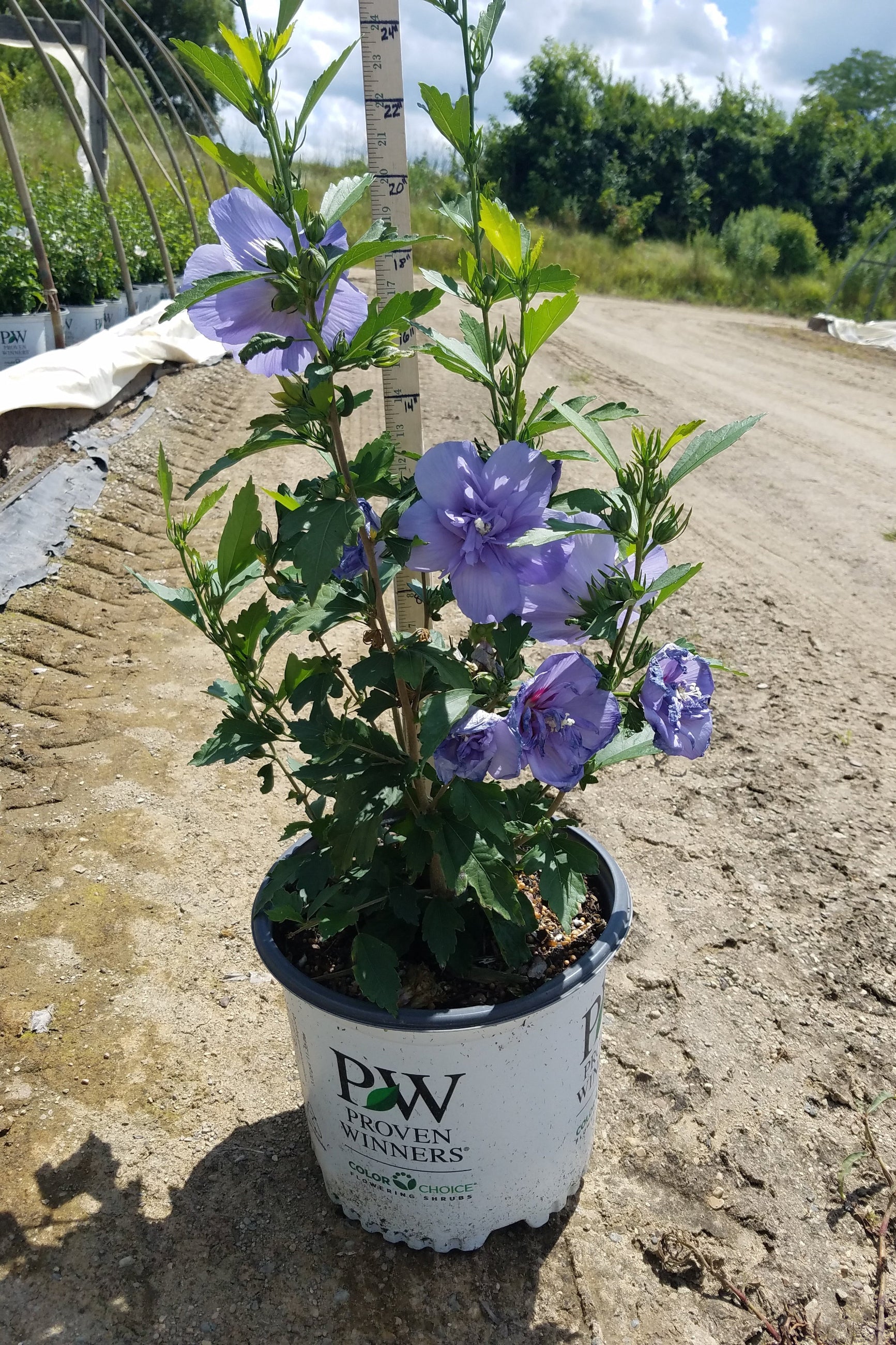 Hibiscus 'Blue Chiffon' in bloom in its growers pot at the nursery ©Lincoln Nurseries