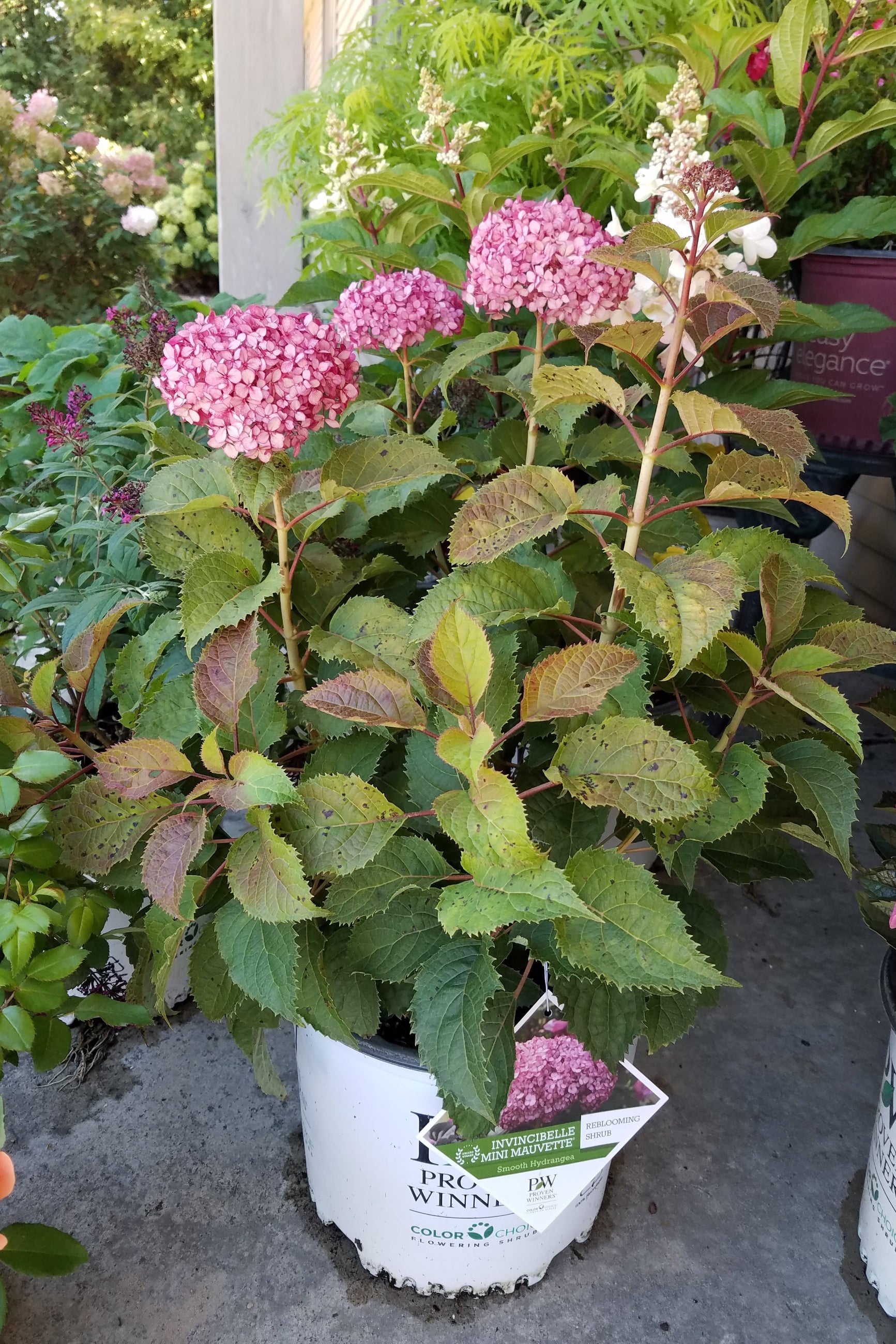 Hydrangea 'Invincible Mini Mauvette' in bloom in its growers pot at the nursery.  ©Lincoln Nurseries