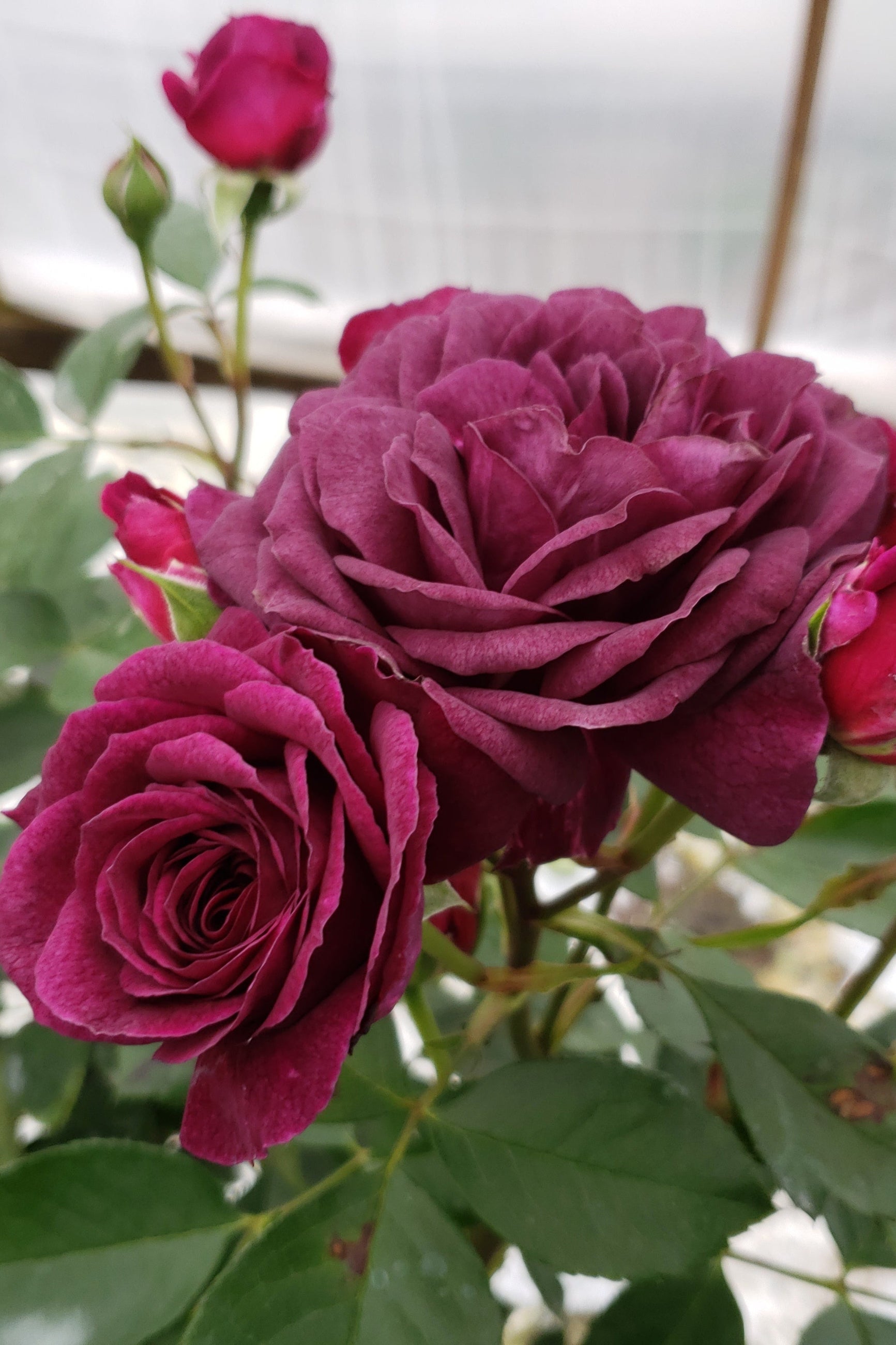 Ebb Tide rose in bud and bloom with its ruffled purple pink flowers up close ©Lincoln Nurseries