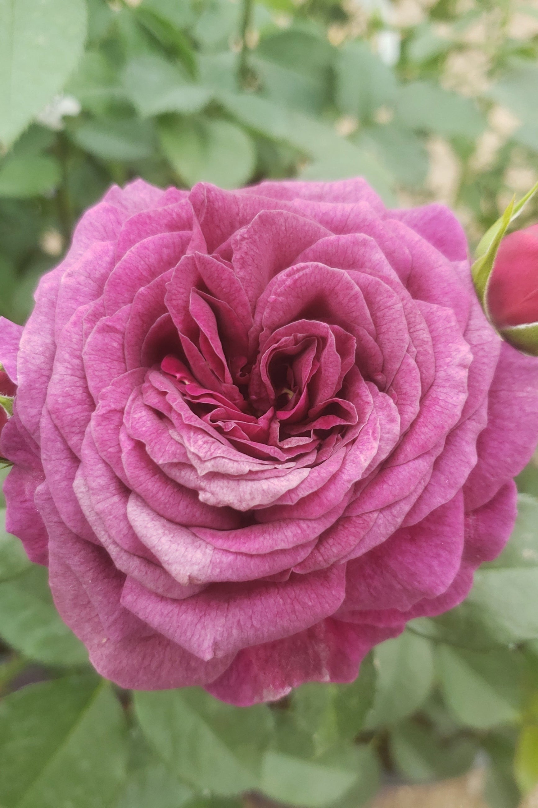 Ebb Tide rose in bud and bloom with its ruffled purple pink flowers up close ©Lincoln Nurseries