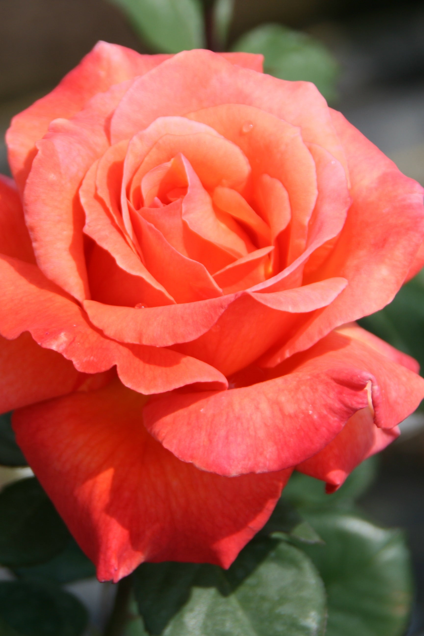 Sedona rose showing its open flower in shades of orange ©Lincoln Nurseries