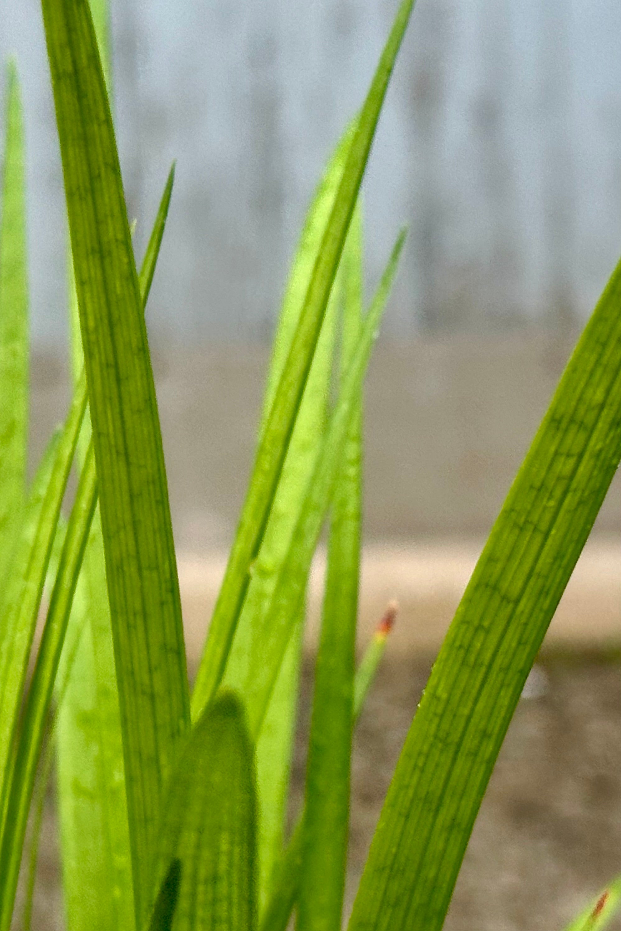 Liriope spicata close up the beginning of May showing its gras like foliage. 