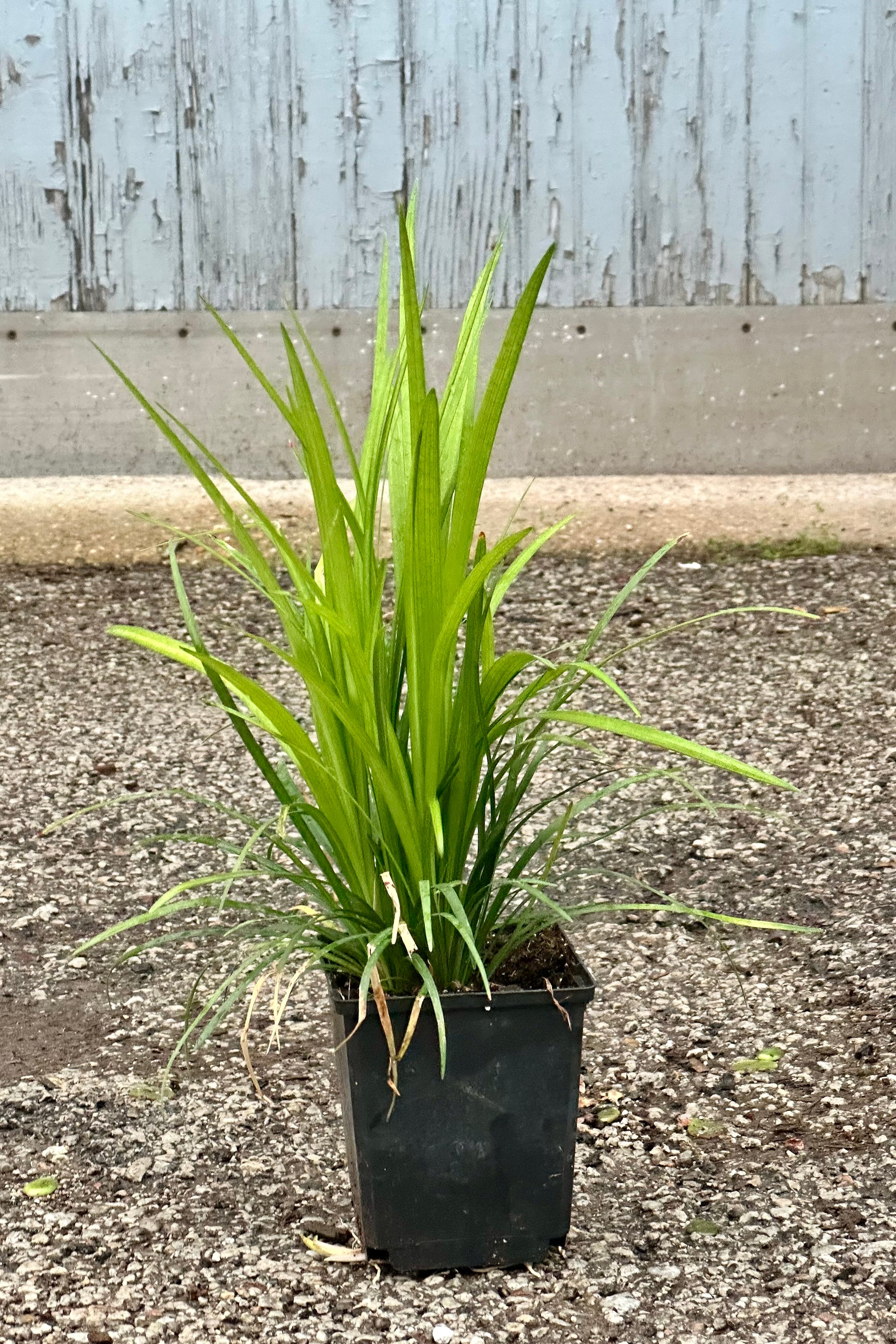 Liriope spicata in a quart size growers pot standing tall with its grass like blades the beginning of May