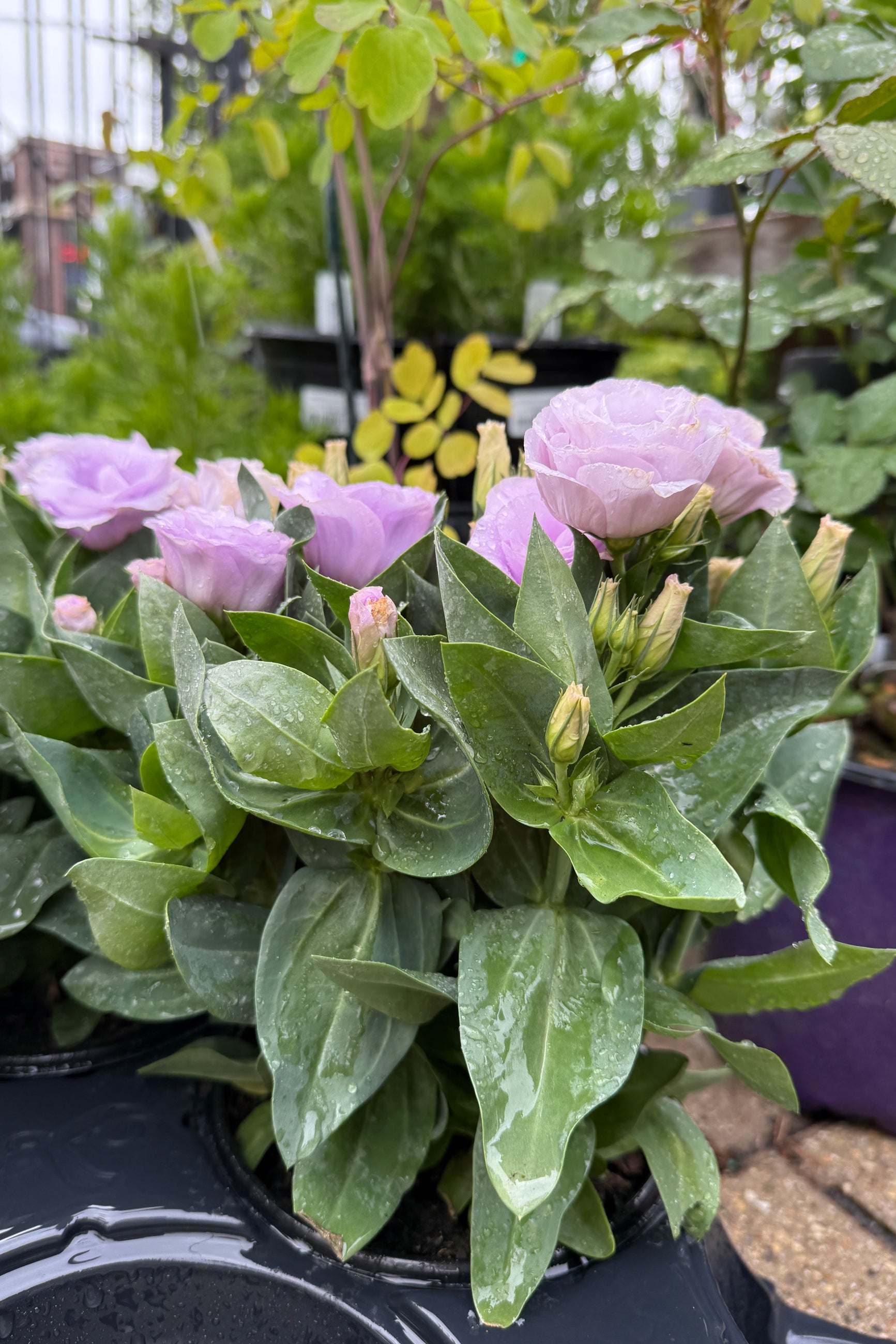 Lisianthus 'Lovelee Ruffled Lavender' bloom up close the beginning of May ©Clesen Wholesale