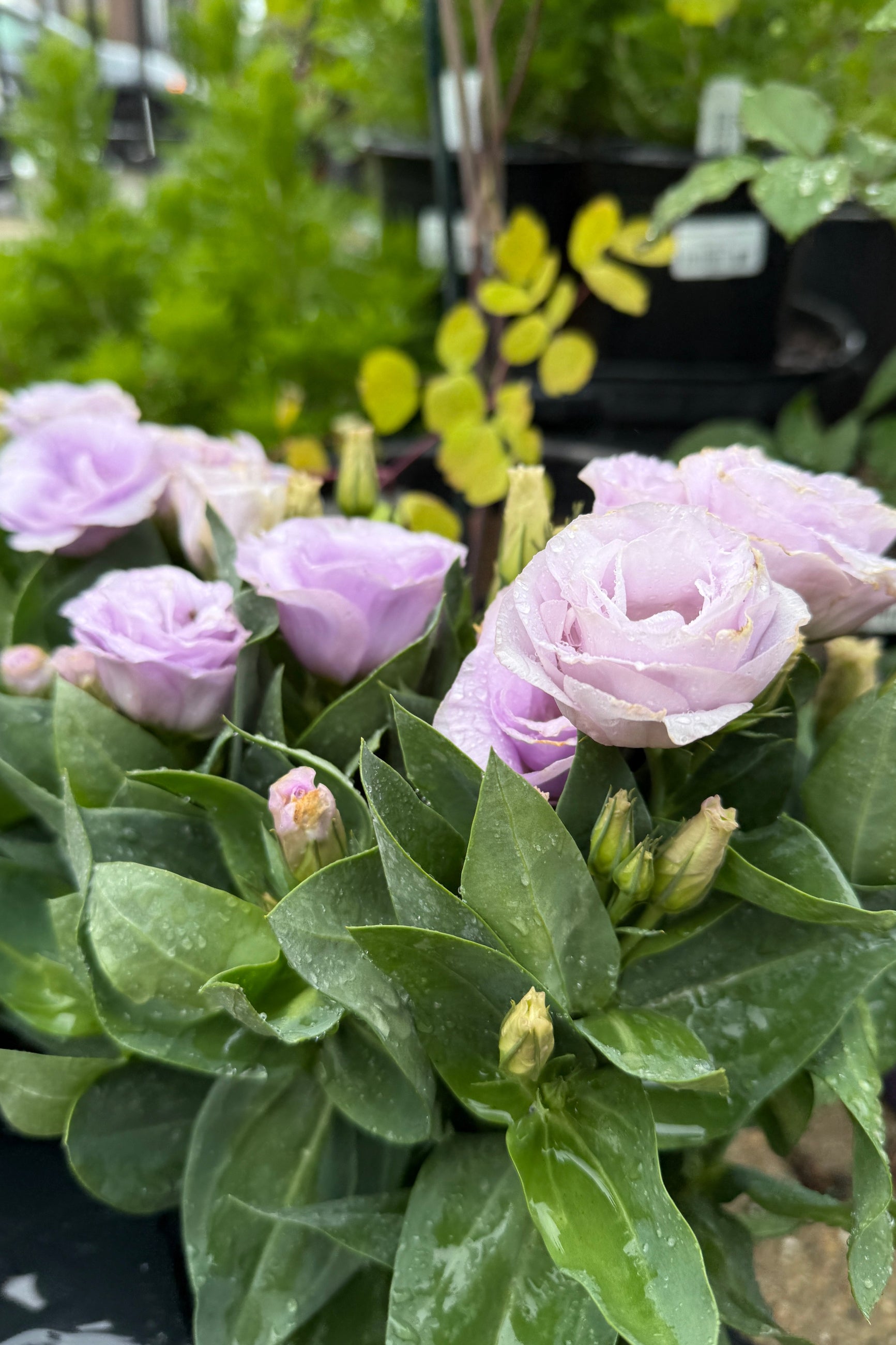 Lisianthus 'Lovelee Ruffled Lavender' bloom up close the beginning of May ©Clesen Wholesale