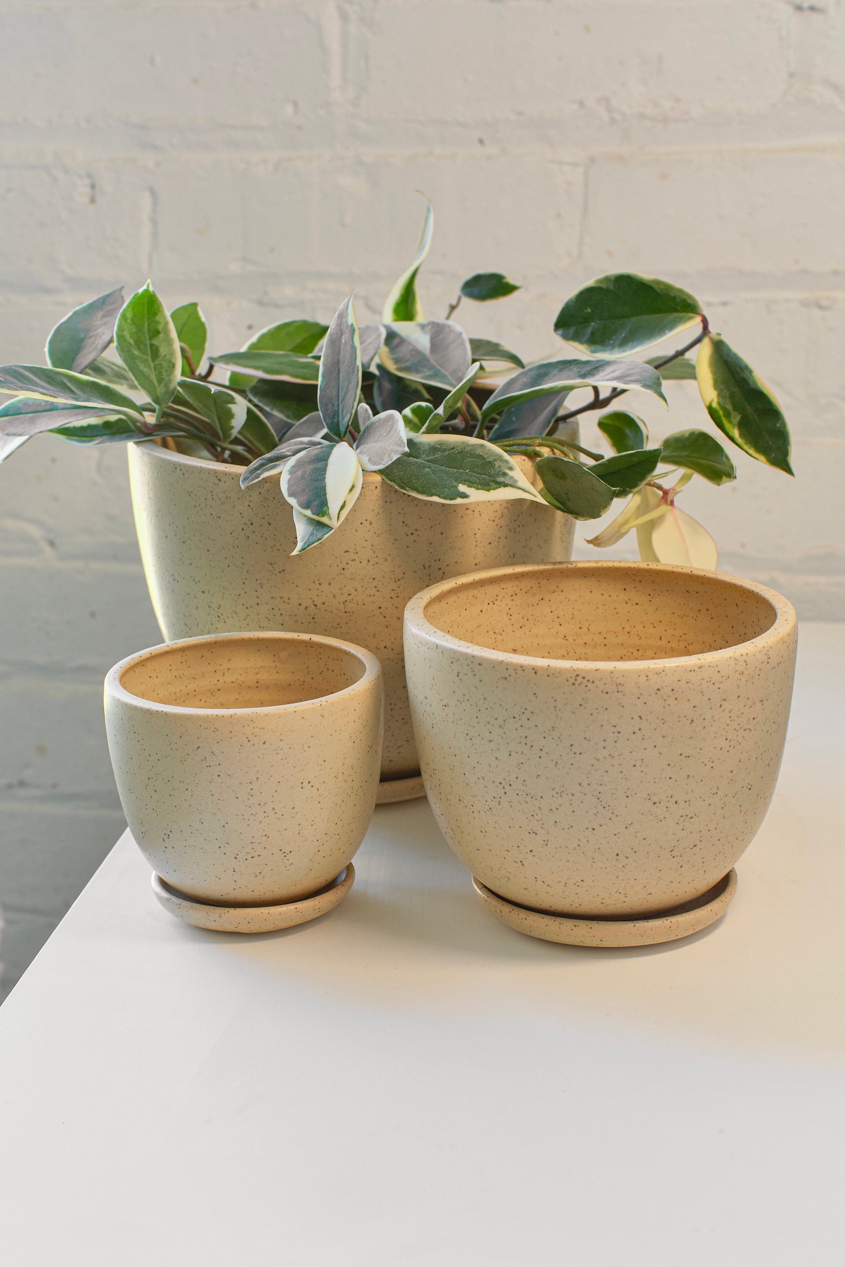 Set of three beige butter Little Fire Tabletop ceramic planters with a plant on a white surface against a light gray brick wall. ©Little Fire Ceramics