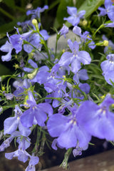 Detail image of the light purple blue flowers of Lobelia 'Riviera Sky Blue' the  middle to end of May at Sprout Home. 