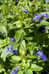 close of Lobelia 'Techno Upright Dark Blue' annual just starting to flower the end of April in the sprout home yard. 