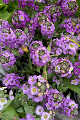 Lobularia 'Clear Crystal Lavender Shades' annual detail of the cute purple flowers. 