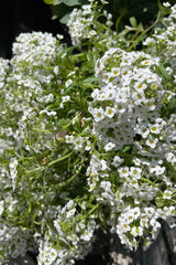 Lobularia marítima 'Easy Breezy White' in full bloom with its tiny white flowers in May.