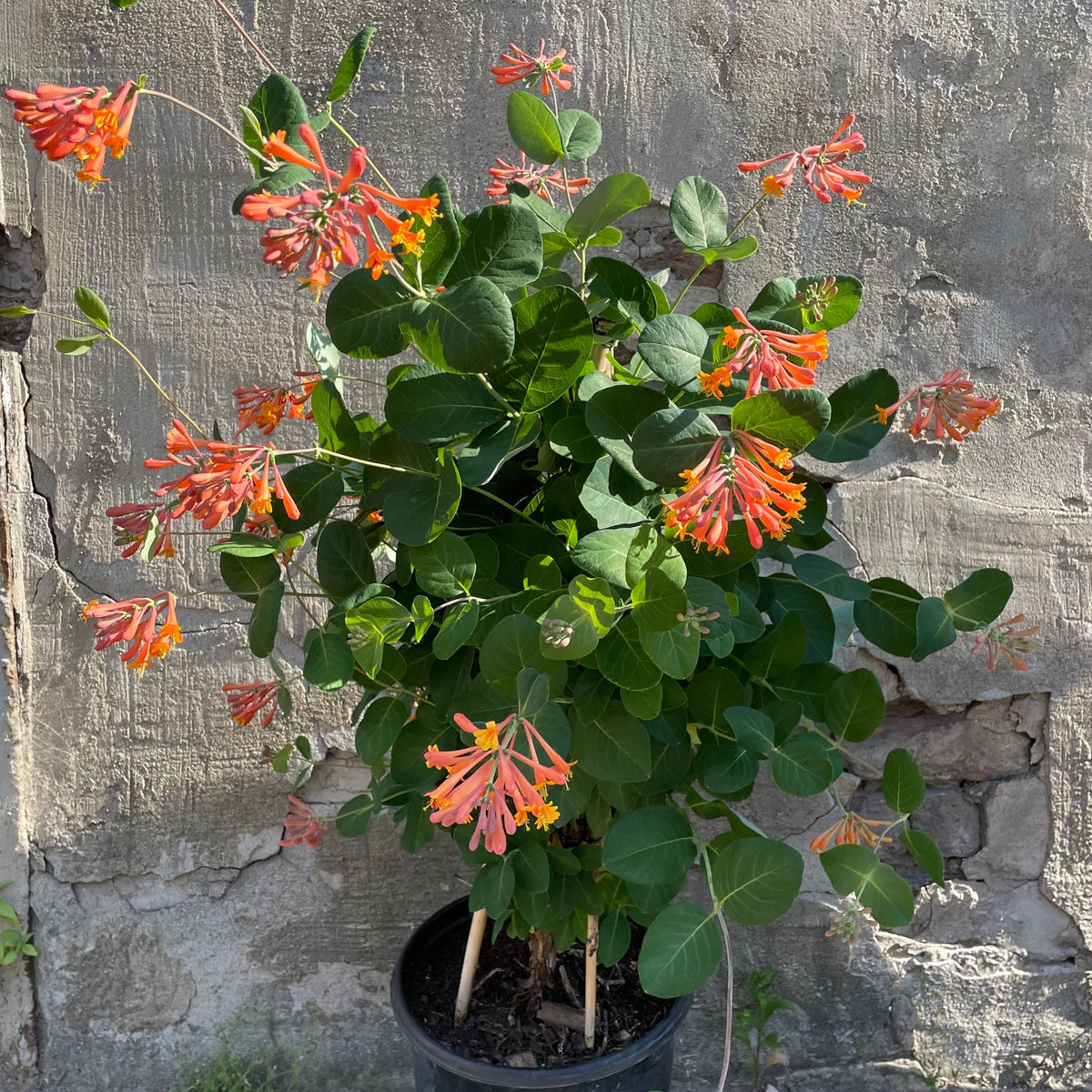 Lonicera x B. 'Dropmore Scarlet' #2 at SPROUT HOME