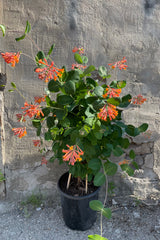 Lonicera 'Dropmore Scarlet' in a #2 growers pot in full bloom the beginning of June with its bright orange tubular flowers and round leaves. 