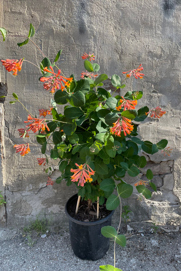Lonicera 'Dropmore Scarlet' in a #2 growers pot in full bloom the beginning of June with its bright orange tubular flowers and round leaves. 