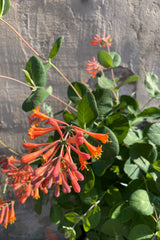 Lonicera 'Dropmore Scarlet' in bloom the beginning of June showing off its bright orange tubular flowers.